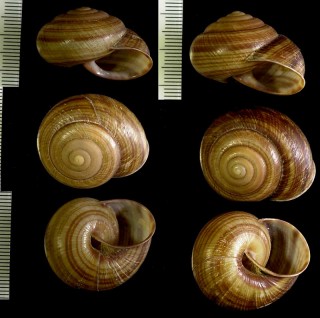 オカシマイマイの仲間 Thersites hilli small