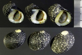 スミゾメアマガイの仲間 Nerita punctata small