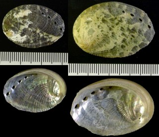 ルソントコブシ Haliotis glabra small