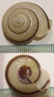 キリシママイマイ Euhadra herklotsi kirishimensis small