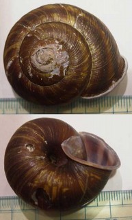 オキニシキマイマイ Euhadra sandai oki small