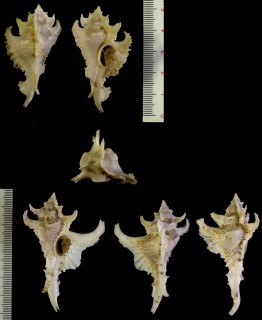 ガンビアヨウラク (ギャンビアヨウラク) Purpurellus gambiensis small