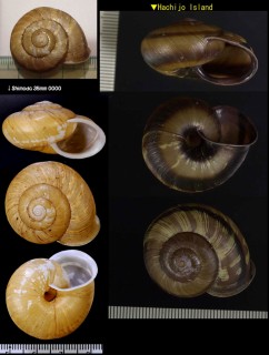 シモダマイマイ Euhadra peliomphala simodae small