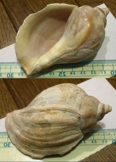 タテゴトナシボラ 竪琴梨法螺 Pyrulofusus deformis harpa small
