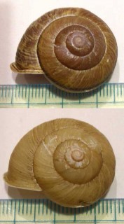 ヘグラマイマイ Euhadra quaesita heguraensis small