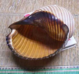 ホロガイ 幌貝 Tonna melanostoma small