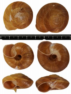 ミカワマイマイ Euhadra scaebola mikawa small