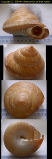ブシェットオキナエビス Bayerotrochus boucheti small