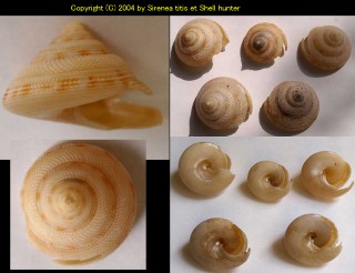 サンゴカイオキナエビス Perotrochus deforgesi small