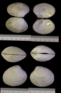 ヌノメアサリ cf. Protothaca euglypta small