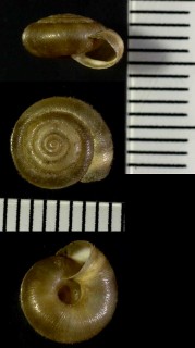 マジャールコマイマイ Trichia hispida small