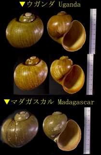 アフリカのリンゴガイ 未詳 Pila species small
