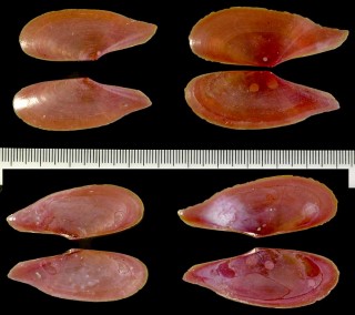 トンガリベニガイ Pharaonella aurea small