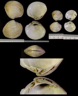 ビノスガイモドキ Venus foveolata small