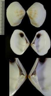 クリームモシオ Eucrassatella pulchra small