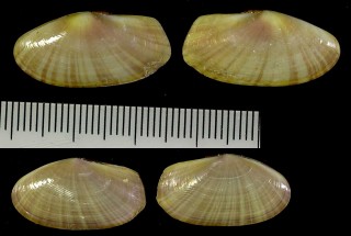 ヒノデアシガイ Gari pallida small