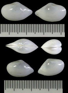 コチョウシャクシ 胡蝶杓子 cf. Leptomya cuspidariaeformis small