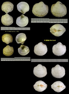 シモオキザル 霜置笊 Frigidocardium exasperatum small