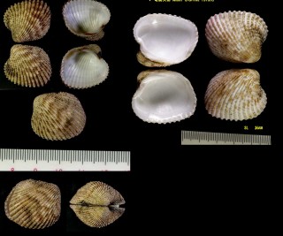 ヒラセフミガイ Glans hirasei small