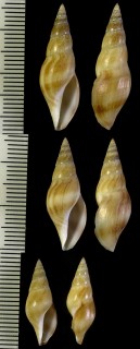 コウドウシャジク 恒堂筆車軸 Kododaphne gracilis small