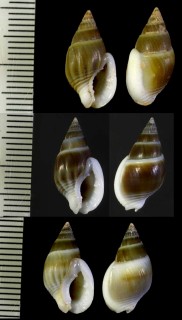 オーストラリアのヨフバイ 未詳 Nassarius sp. small