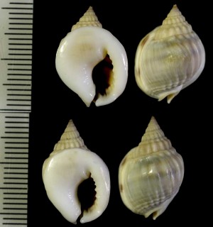 フタホシカニノテムシロ Nassarius bimaculosus small
