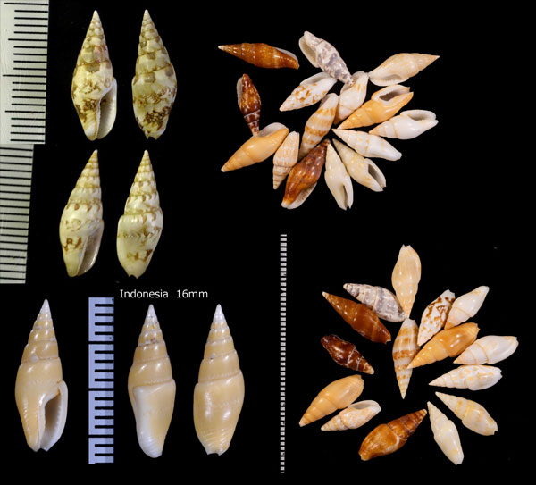 フトコロマツムシ Mitrella ligula small