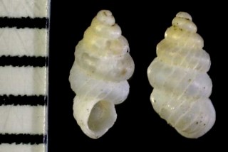 オーストラリアのゴマガイ Velepalaina strangei small