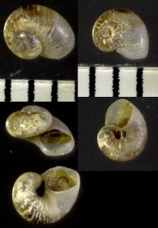 ヒロクチクボタシタダミ Dillwynella seishinmaruae small