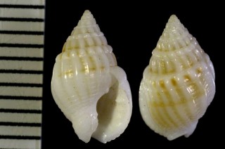 シロコムシロ 白子莚 Nassarius albinus small