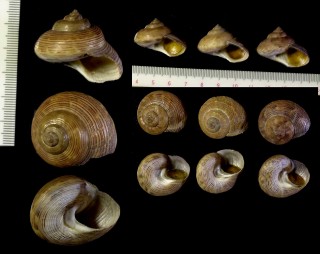 コマエビス 独楽戎 Calliostoma koma small