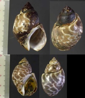 ベンガルバイ Babylonia spirata small