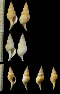 オナガミクリ 尾長三繰 Siphonofusus lubrica small
