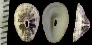ナタールスカシ Fissurella natalensis small