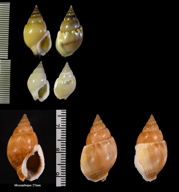 ヒトスジヨフバイ Nassarius bicallosus small