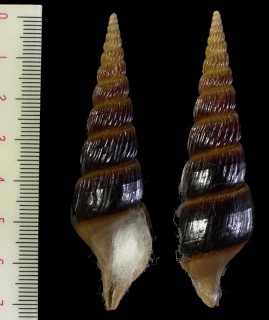 デールワタゾコボラ Teramachia dalli small
