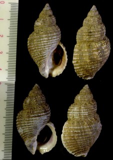 コウカイバイ 黄海? Buccinum yokomaruae small