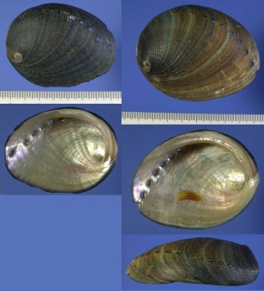 スルスミアワビ Haliotis cracherodii small