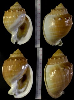 カブトウラシマ 兜浦島 Echinophoria kurodai small