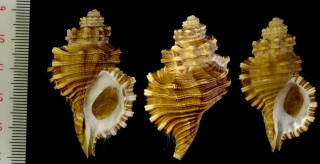 コガタスペングラーボラ Cabestana tabulata small