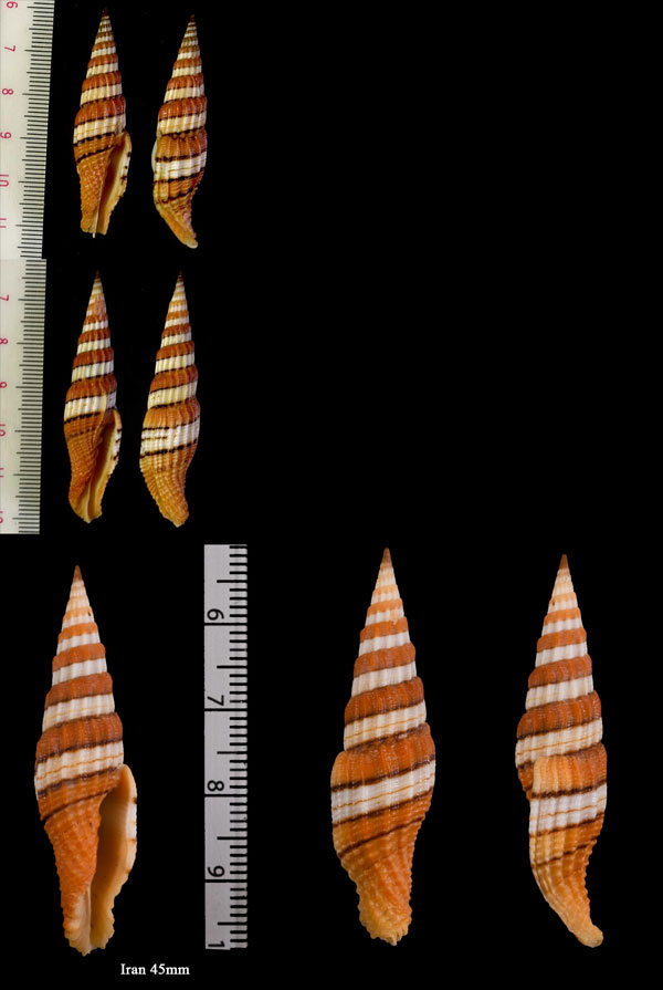 ハデミノムシ Vexillum regina compressa small