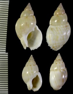 ナンゴウキンシバイ Nassarius particeps small