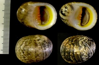 チリメンアマオブネ 縮緬蜑小舟 Nerita polita forma antiquata small