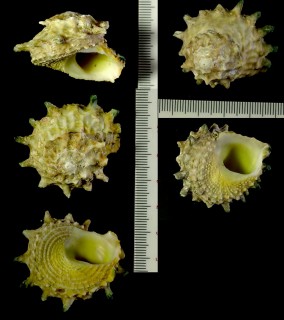 ハグルマウラウズ Astralium calcar small