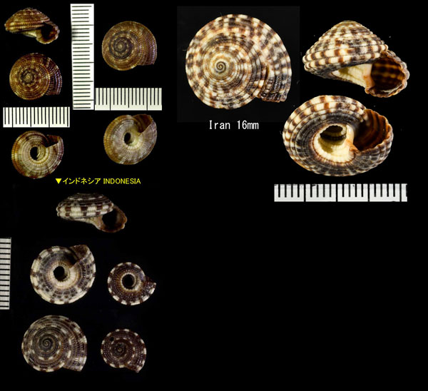 ヒクナワメグルマ Heliacus variegatus small