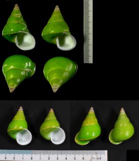 ミドリパプア Papuina pulcherrima small