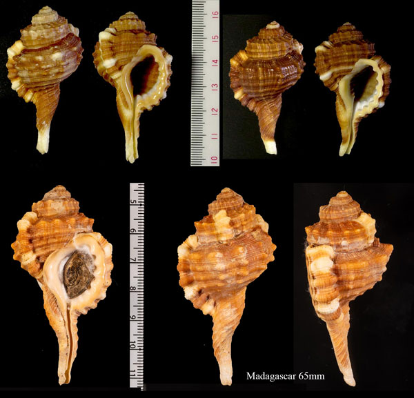 コイキオナガガイ Cymatium moritinctum small