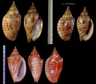 キンスジボラ Harpulina arausiaca small
