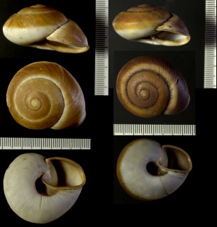 ラケシスマイマイ (仮称) Ampelita lachesis small