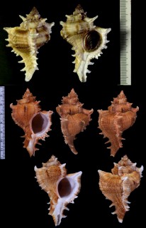 オトメガンゼキボラ Chicoreus virgineus small